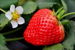 国产精品青草莓在线视频,一场视觉与味蕾的双重盛宴